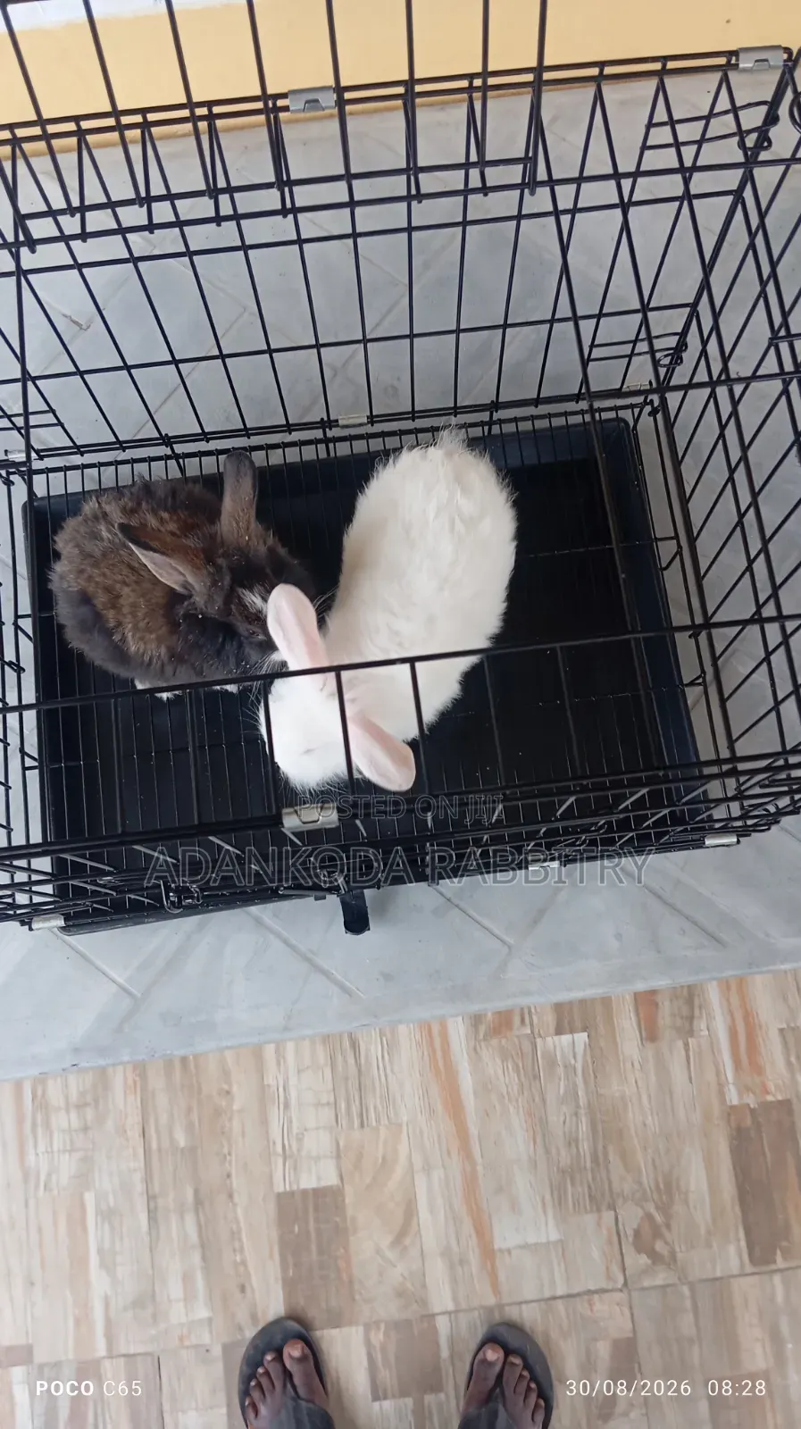 Rabbit in Cages for Sale
