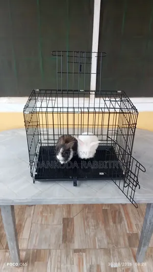 Rabbit in Cages for Sale