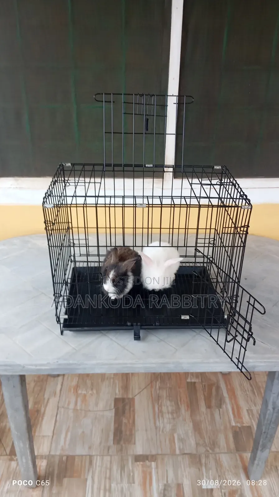Rabbit in Cages for Sale