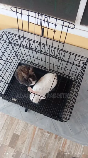 Rabbit in Cages for Sale