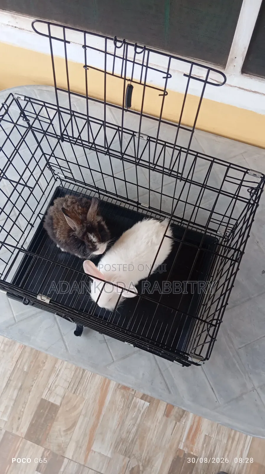 Rabbit in Cages for Sale