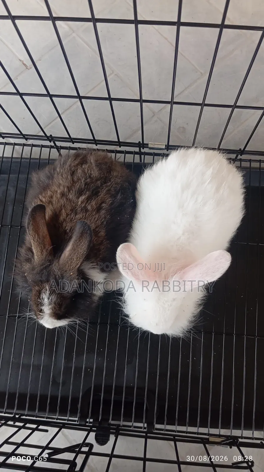 Rabbit in Cages for Sale