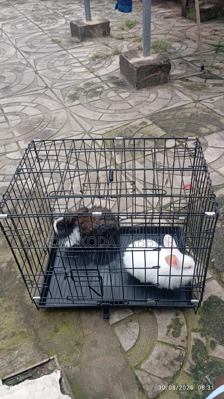 Rabbit in Cages for Sale