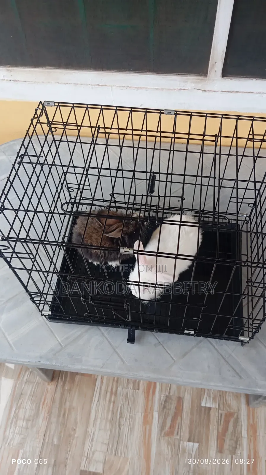 Rabbit in Cages for Sale