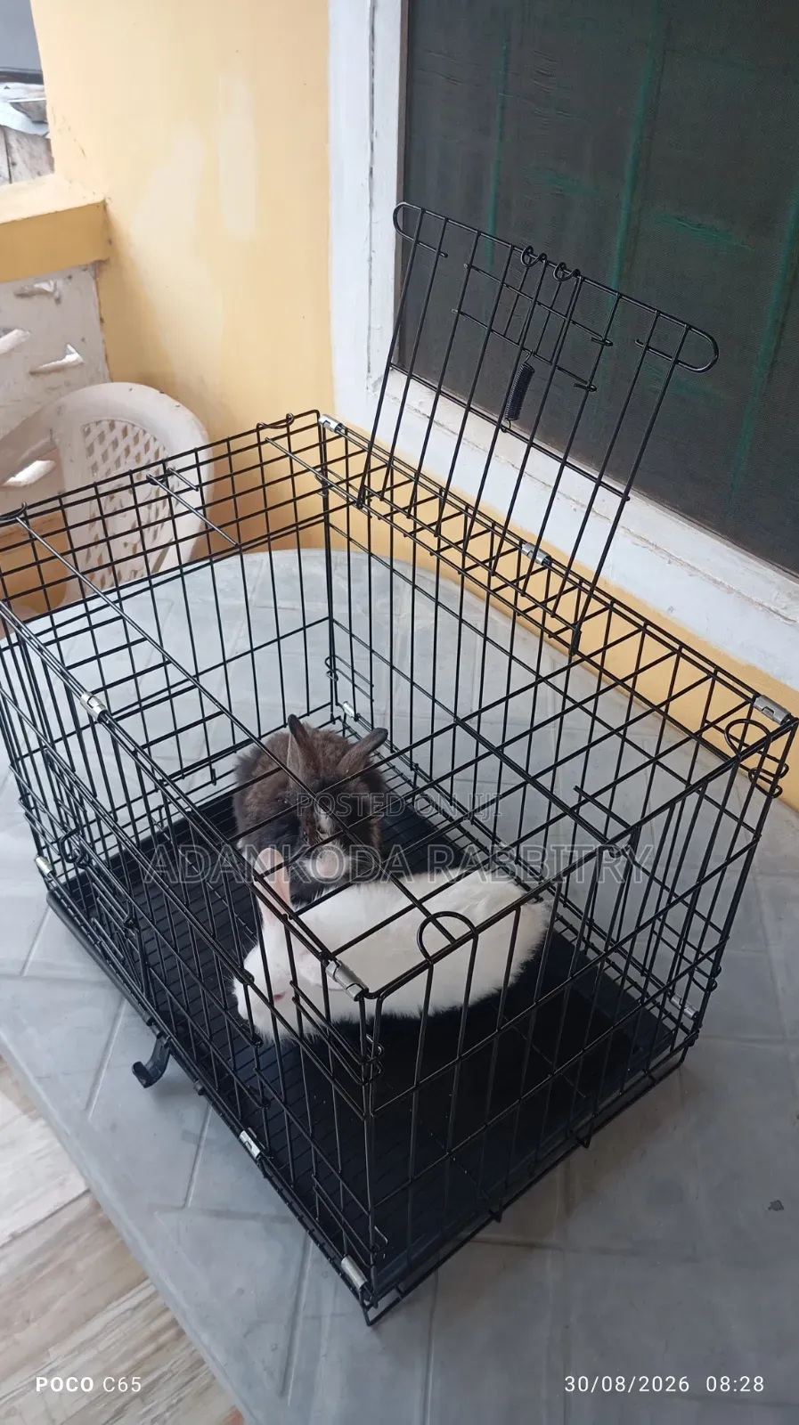 Rabbit in Cages for Sale
