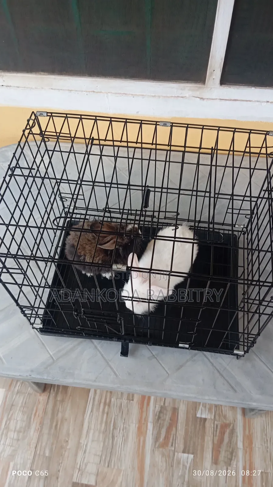 Rabbit in Cages for Sale