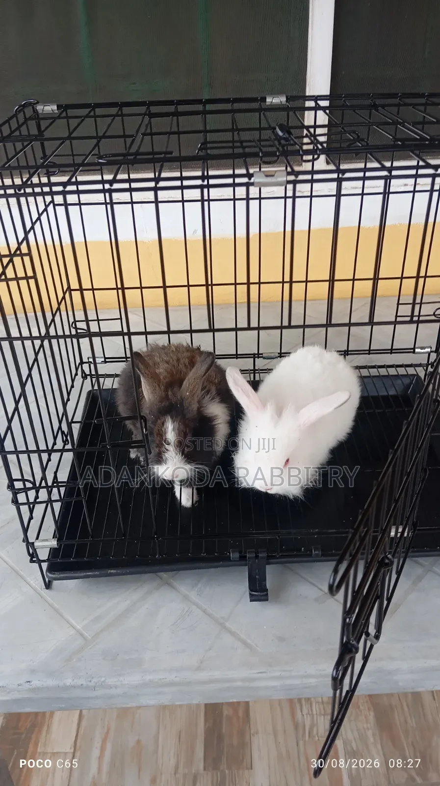 Rabbit in Cages for Sale