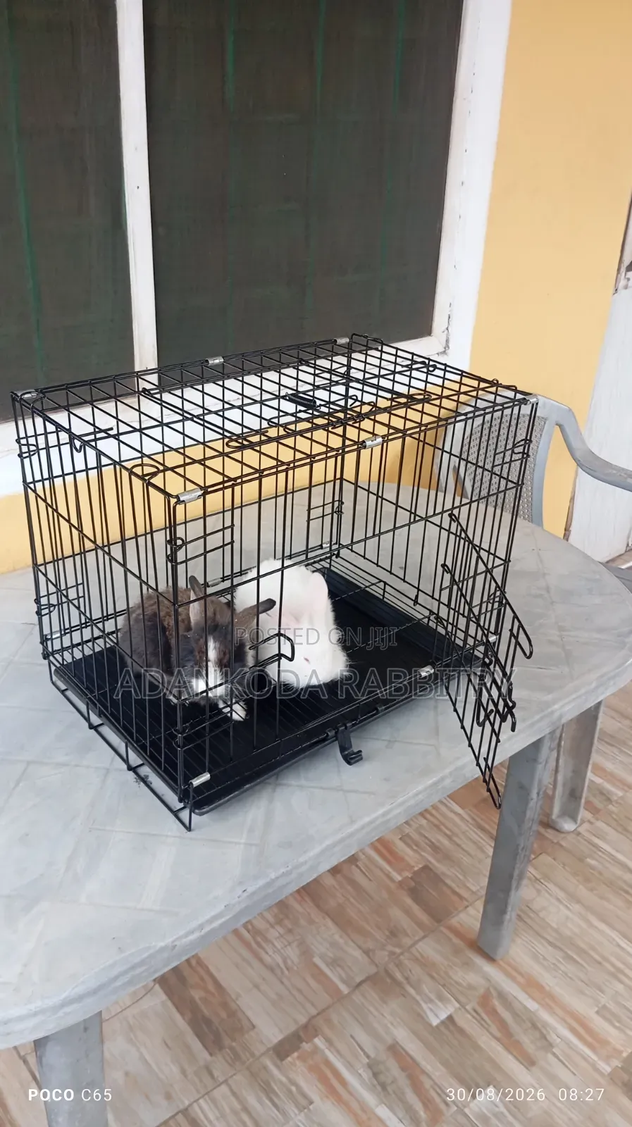 Rabbit in Cages for Sale