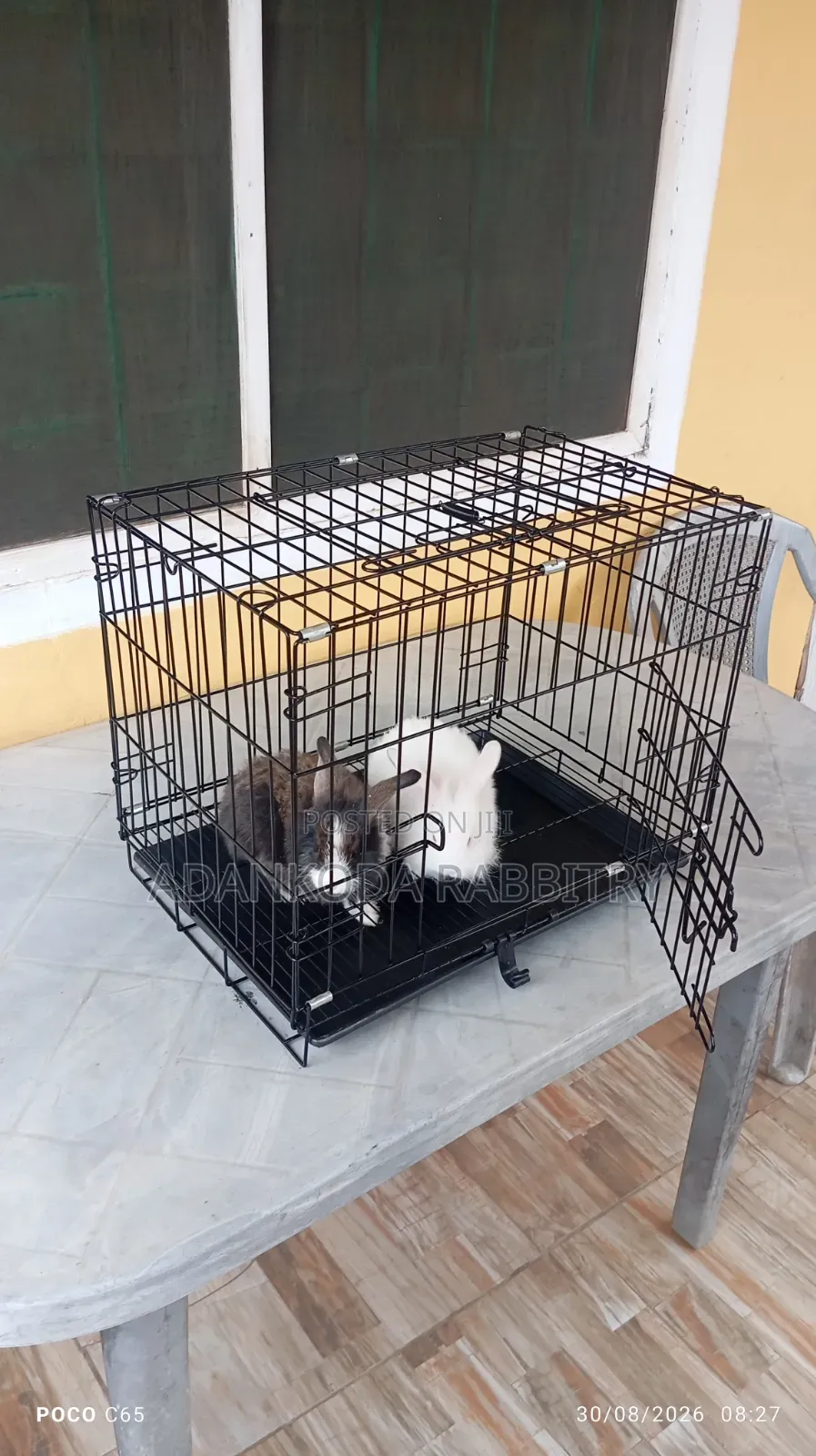 Rabbit in Cages for Sale