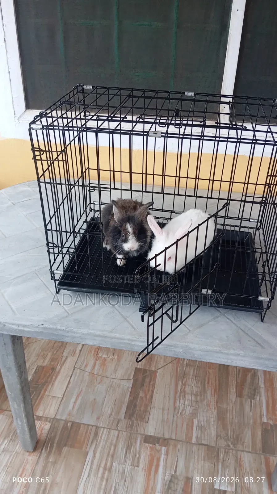 Rabbit in Cages for Sale