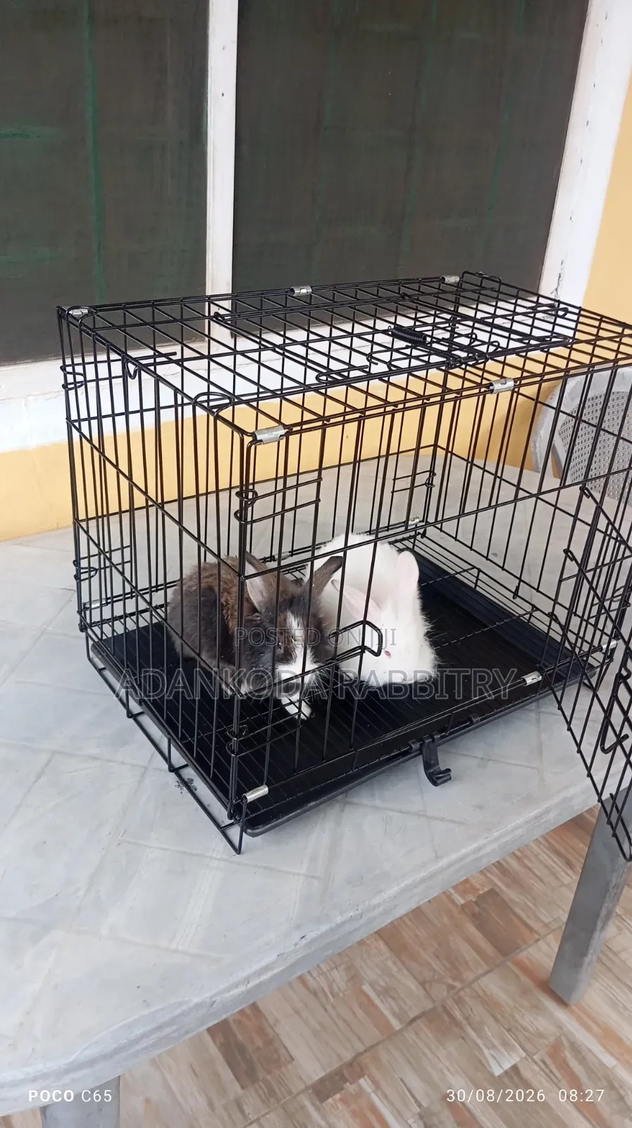 Rabbit in Cages for Sale