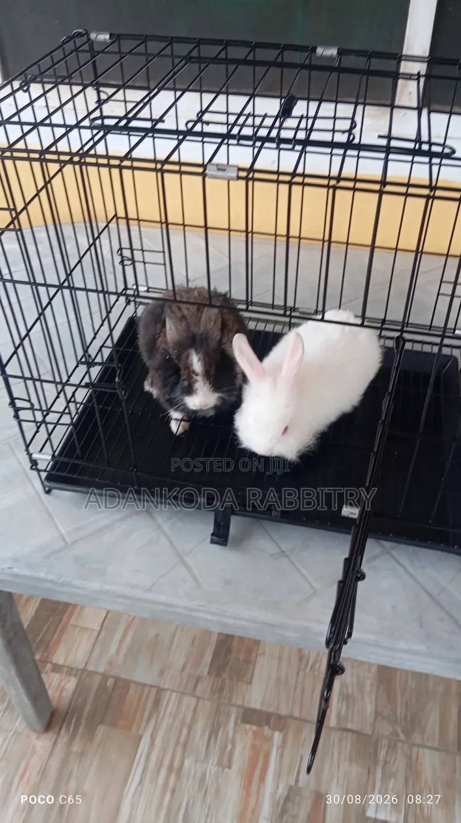 Rabbit in Cages for Sale