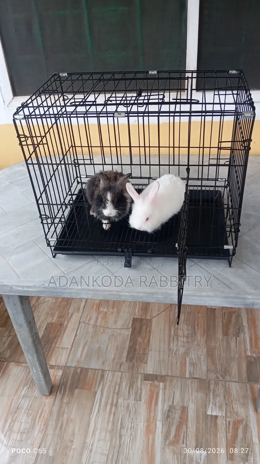 Rabbit in Cages for Sale