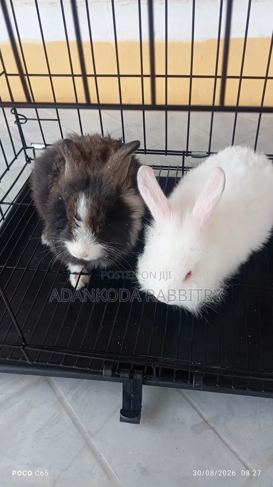 Rabbit in Cages for Sale
