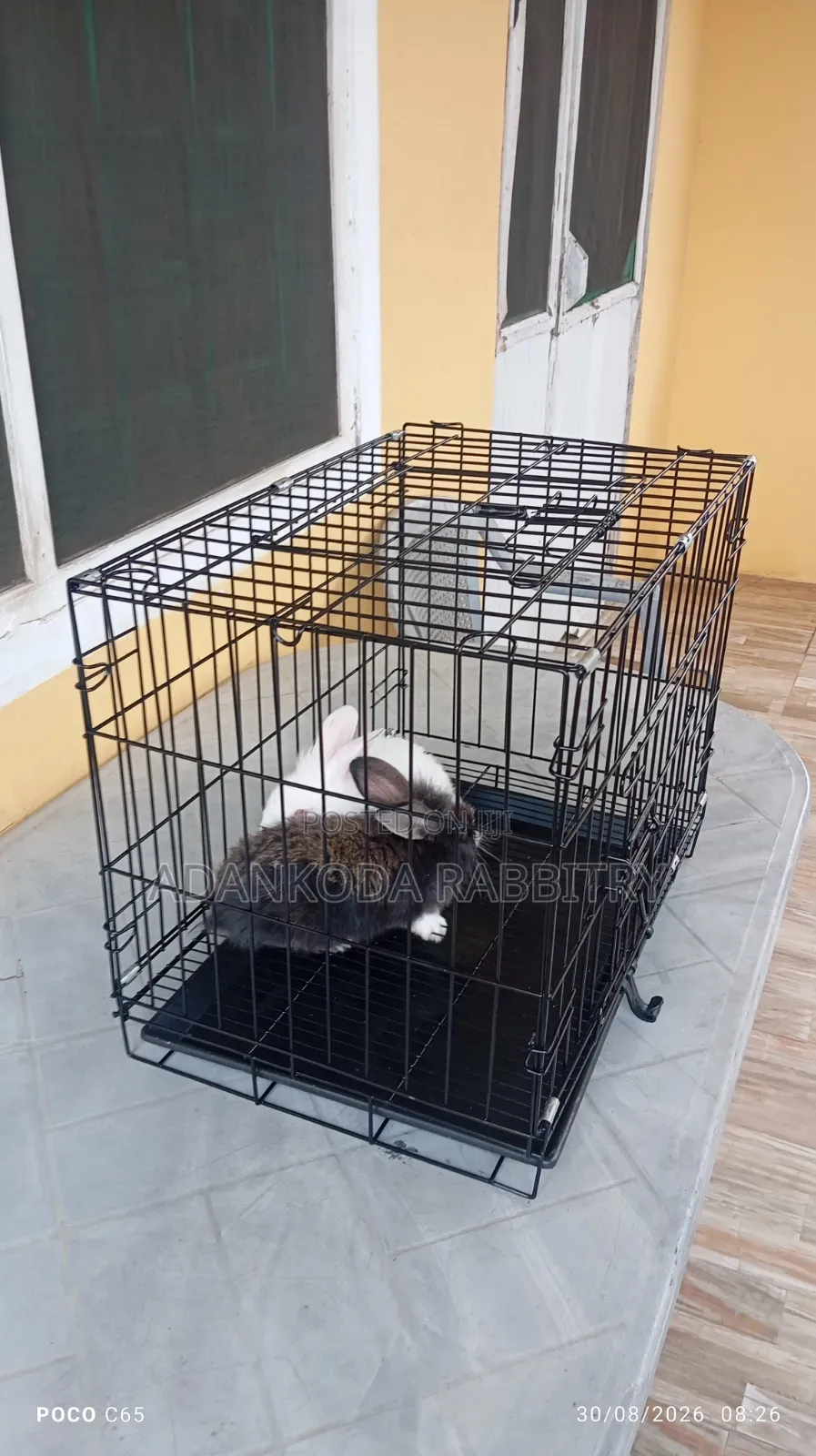 Rabbit in Cages for Sale
