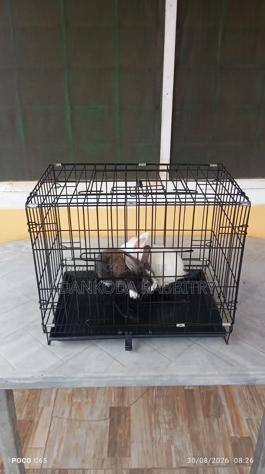 Rabbit in Cages for Sale