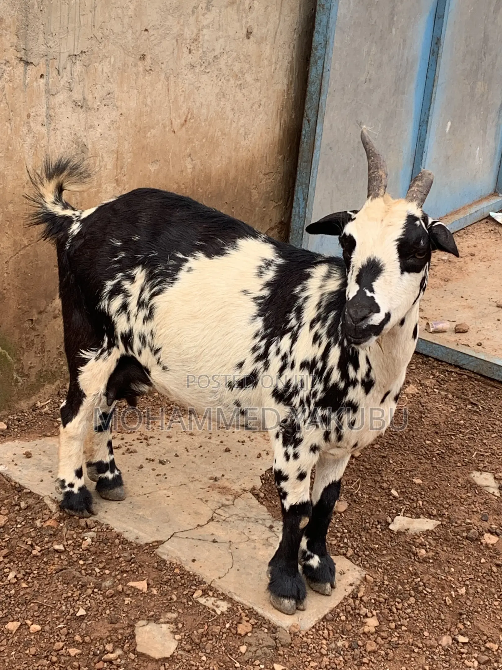 The Goat Seller