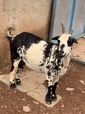 The Goat Seller