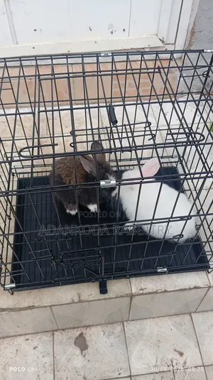 Cages for Animals. Rabbits, Grasscutter, Guinea Pigs, Parrot, Etc