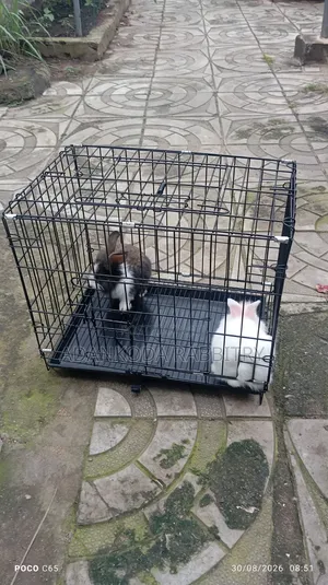 Cages for Animals. Rabbits, Grasscutter, Guinea Pigs, Parrot, Etc
