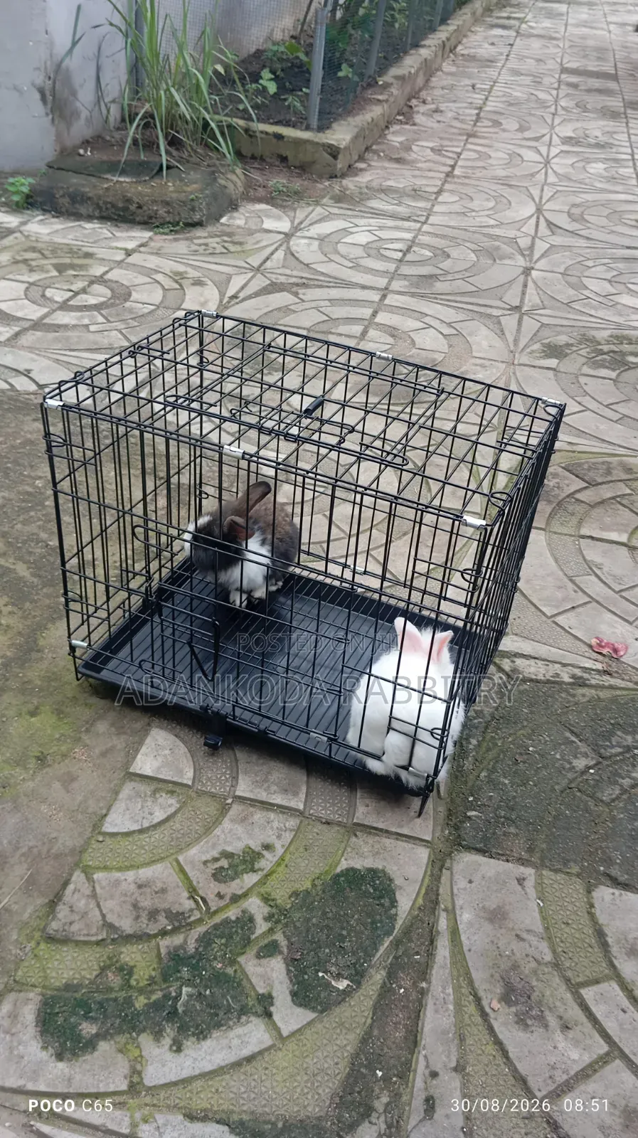 Cages for Animals. Rabbits, Grasscutter, Guinea Pigs, Parrot, Etc