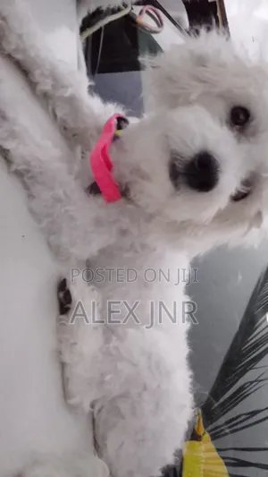 1+ year Female Purebred Poodle