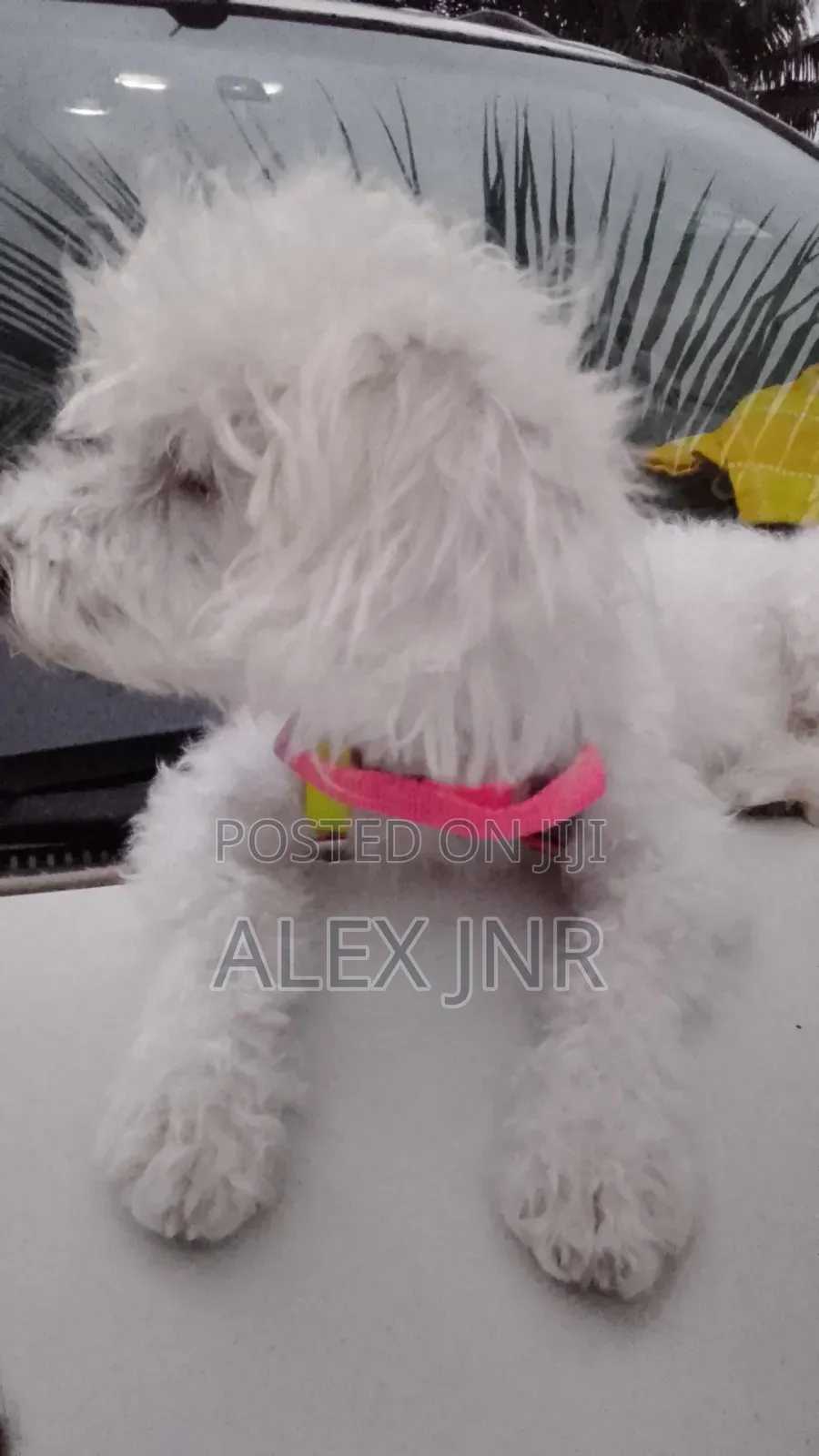 1+ year Female Purebred Poodle