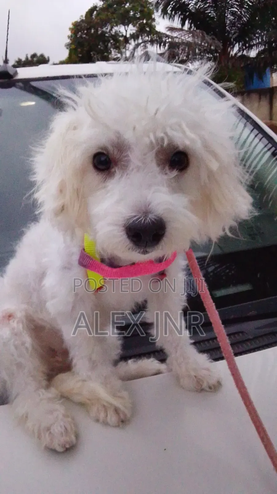 1+ year Female Purebred Poodle