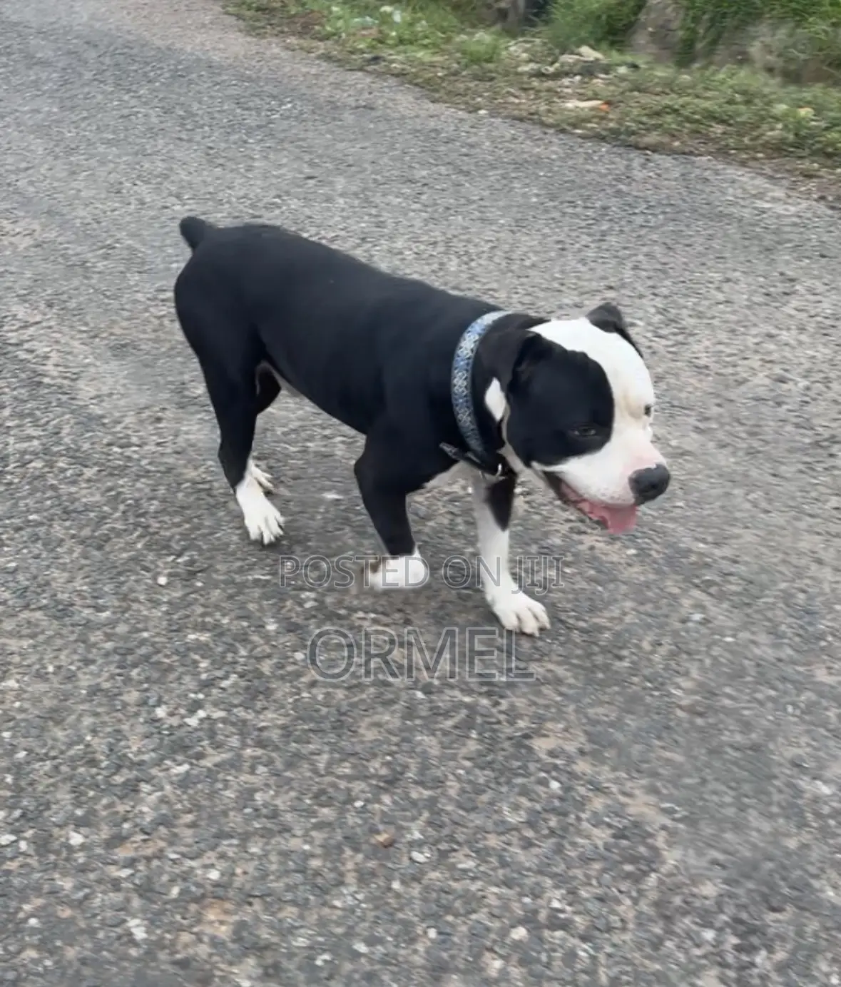 1+ year Male Purebred American Bully