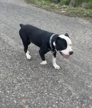 1+ year Male Purebred American Bully