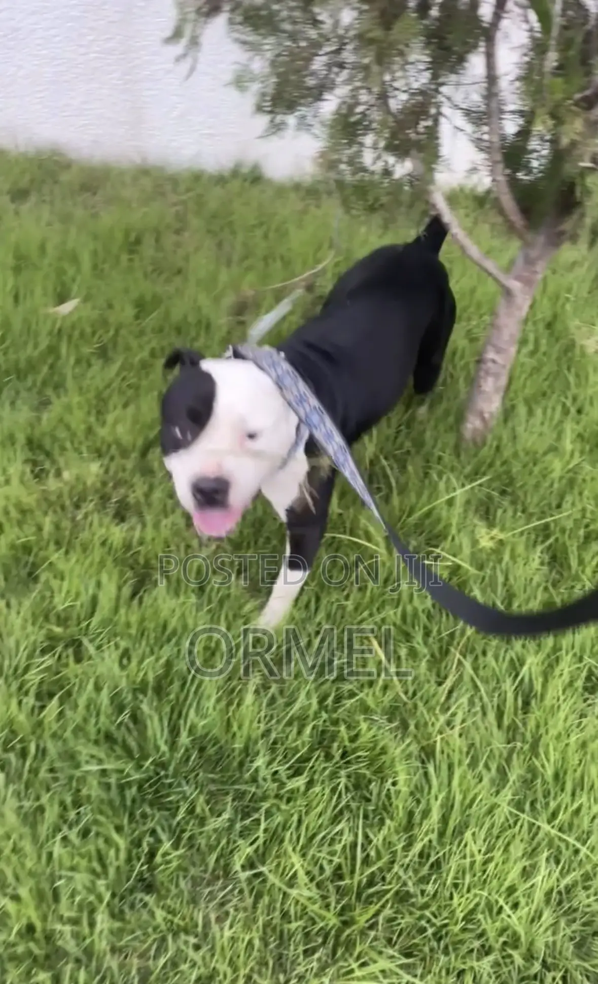 1+ year Male Purebred American Bully