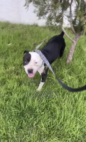 1+ year Male Purebred American Bully