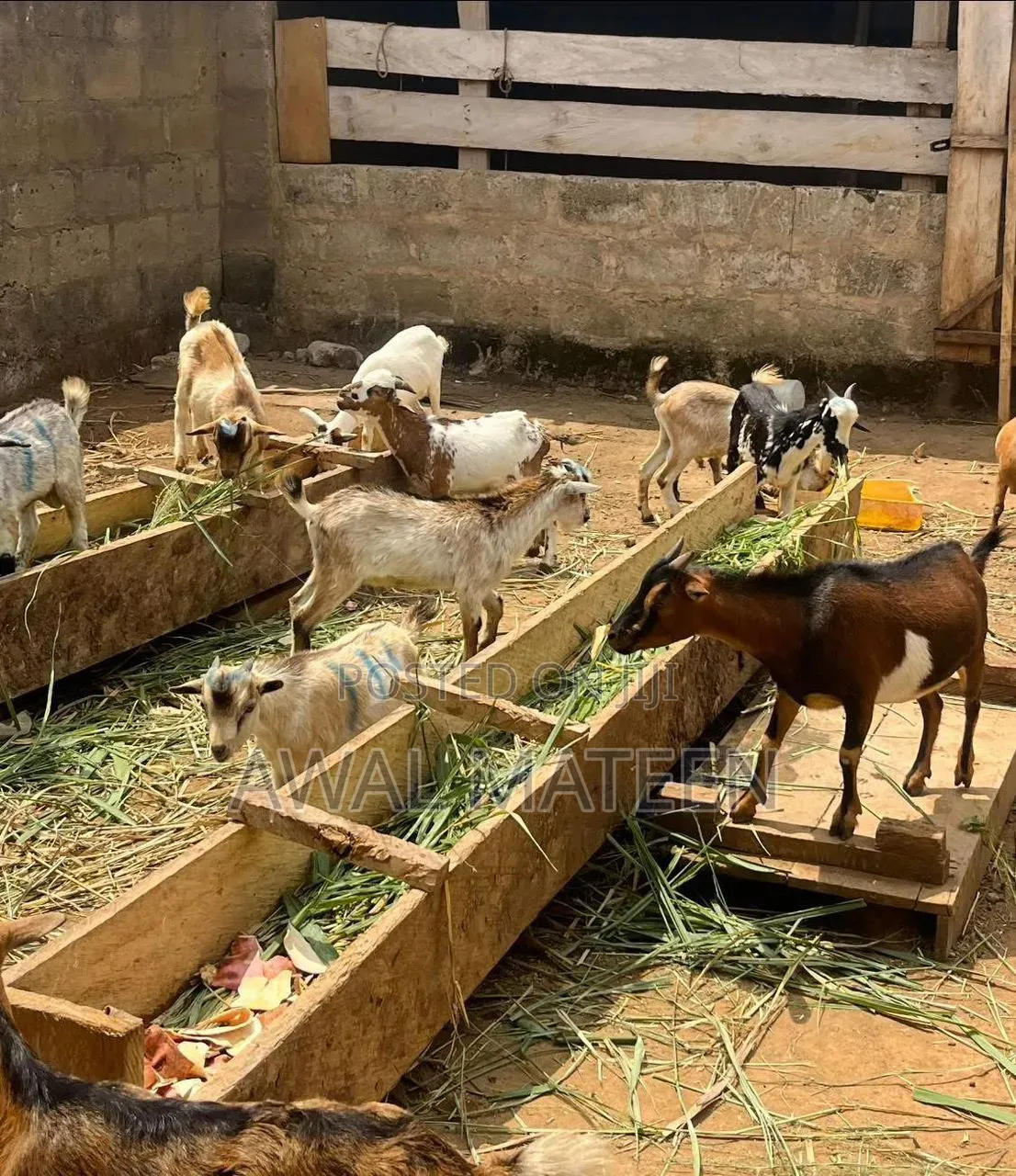 I Have Both Healthy Young and Grown Goat for Affordable Price