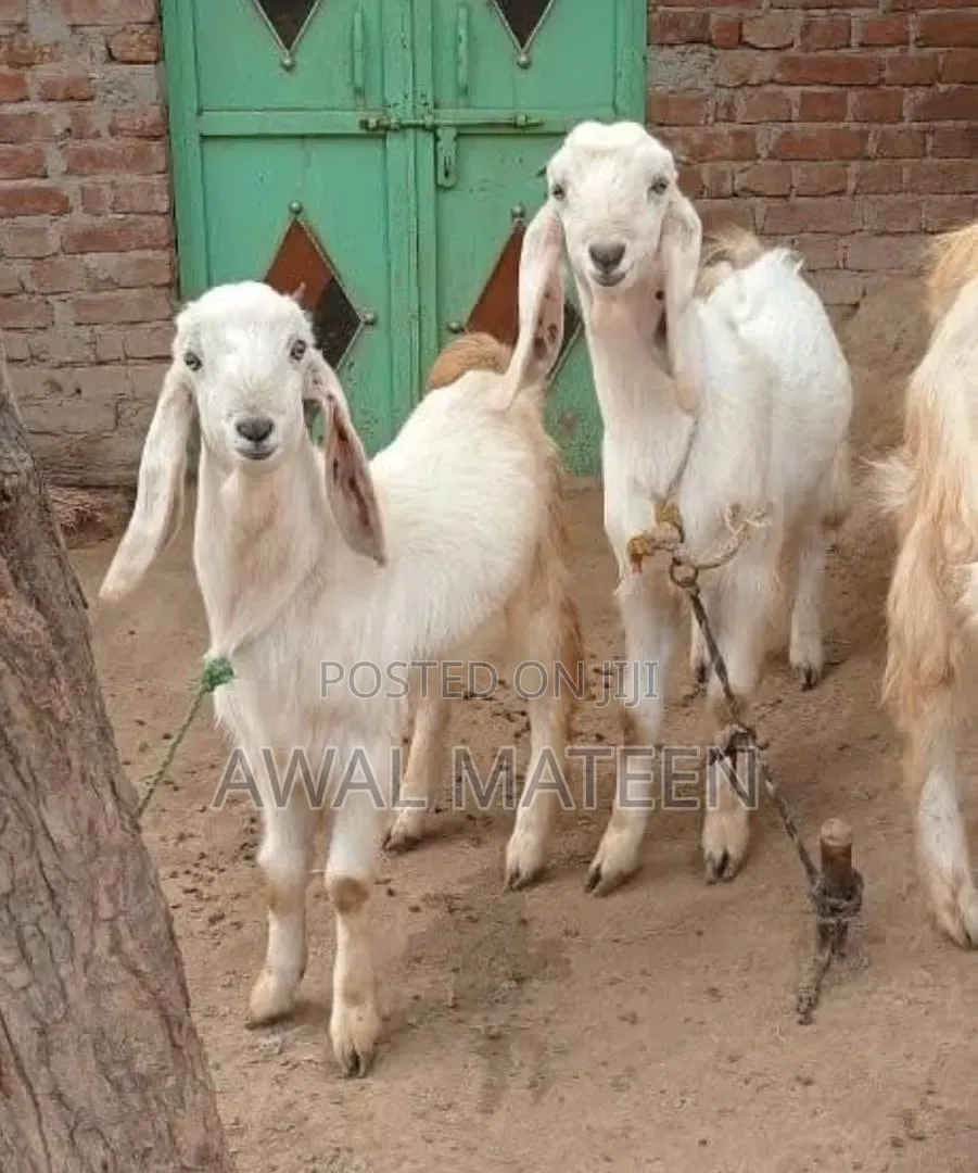 I Have Both Young Long Goats and Grown Ones for Affordable Price