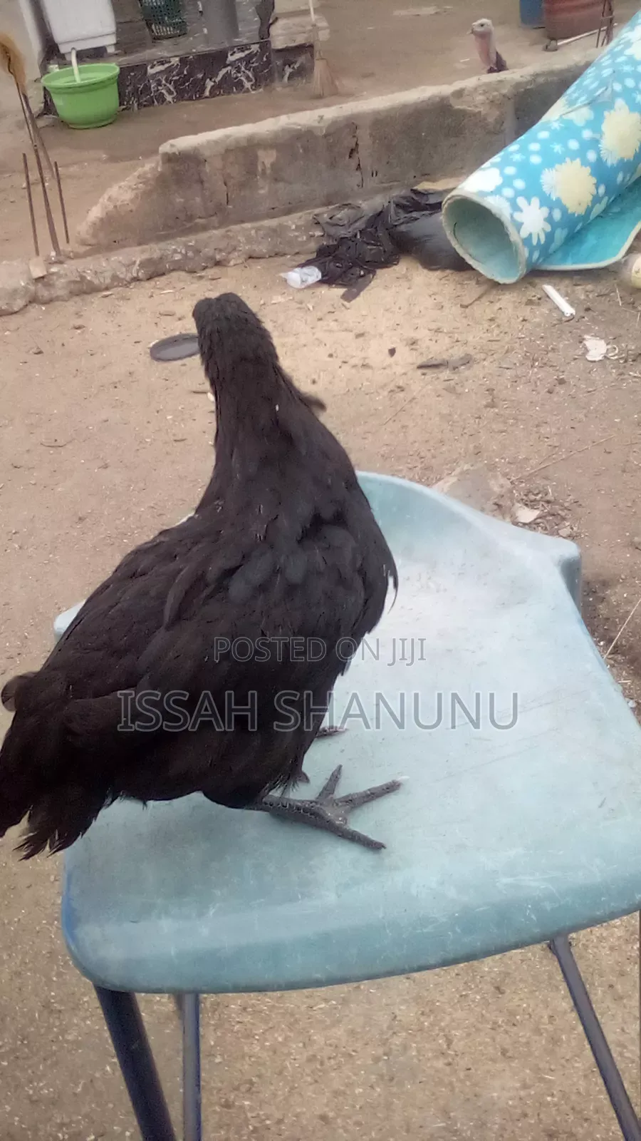 10 Weeks Old Black Australorp