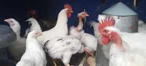 Matured Healthy Bird Available