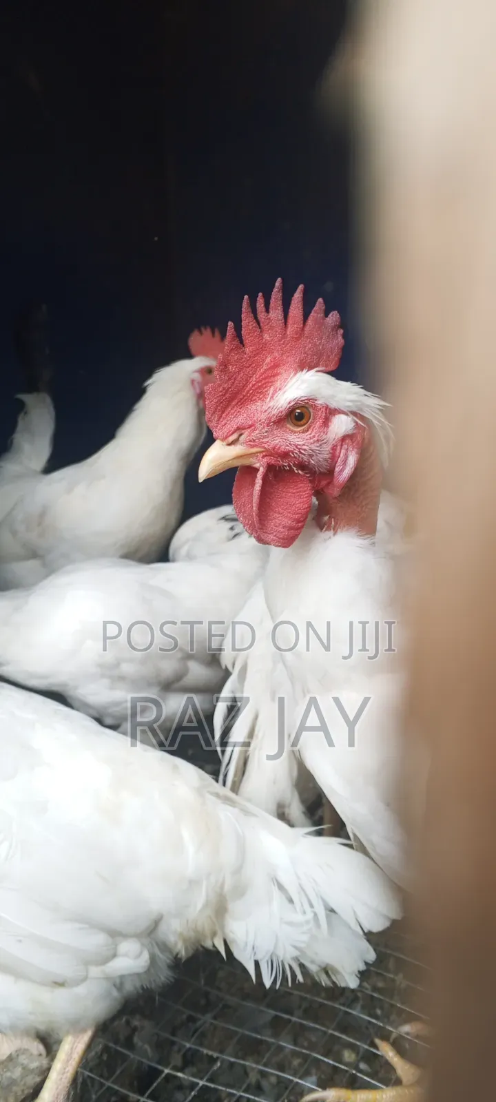 Matured Healthy Bird Available