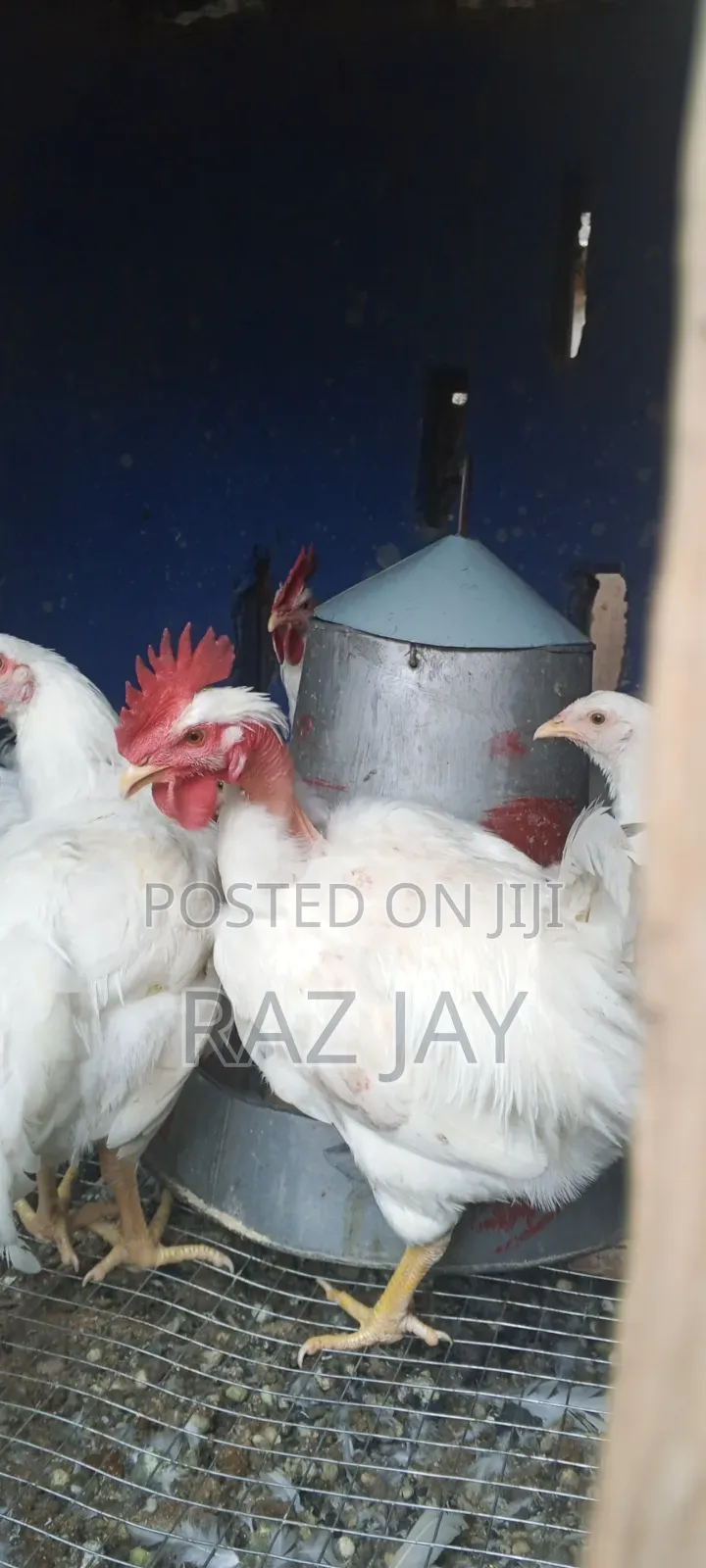 Matured Healthy Bird Available
