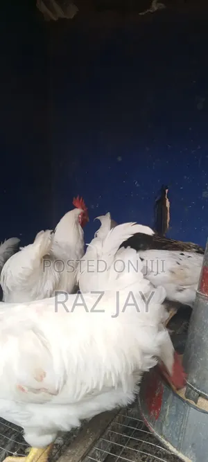 Matured Healthy Bird Available
