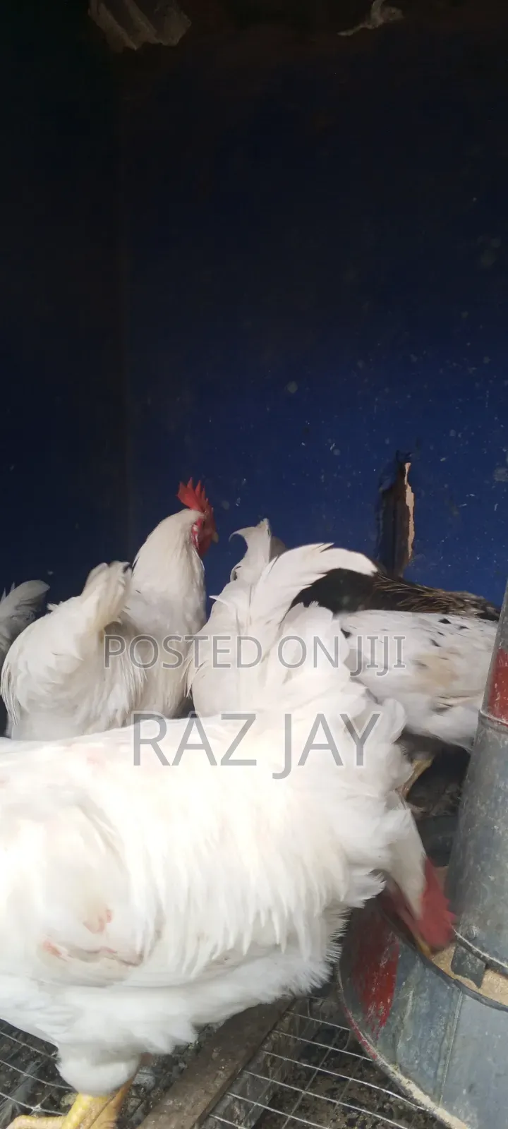 Matured Healthy Bird Available