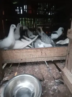 Pigeon/Dove