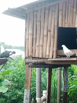 Pigeon/Dove