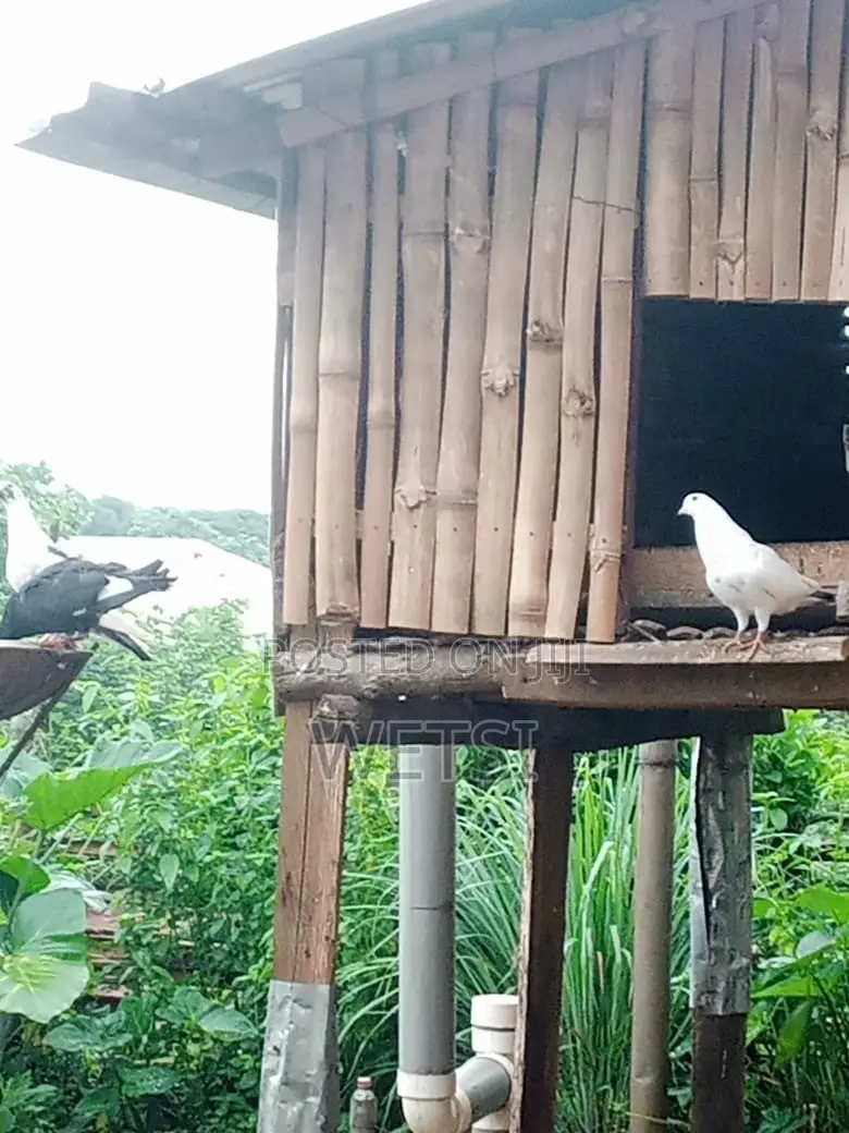 Pigeon/Dove