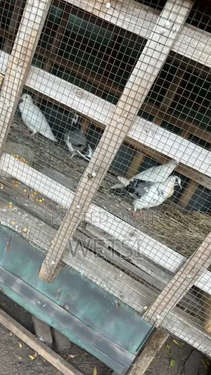 Pigeon/Dove