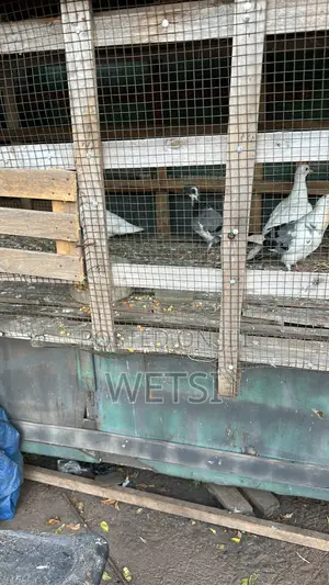 Pigeon/Dove
