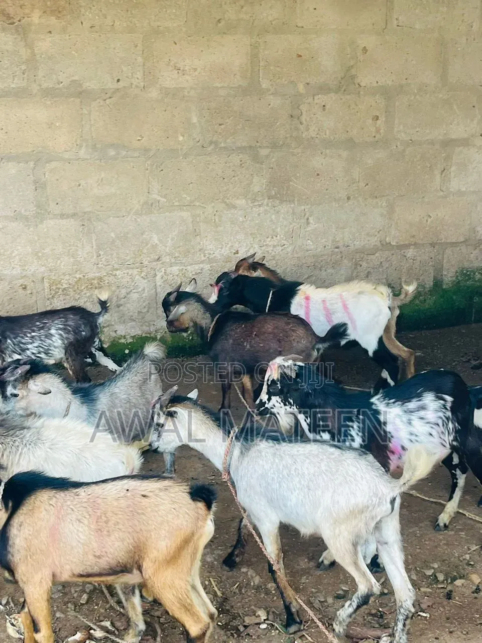 I Have Both Young and Old Goats for Affordable Price