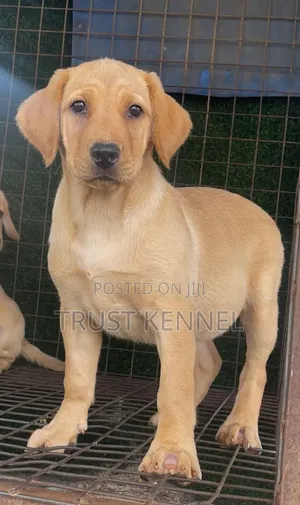1-3 months Female Purebred Boerboel