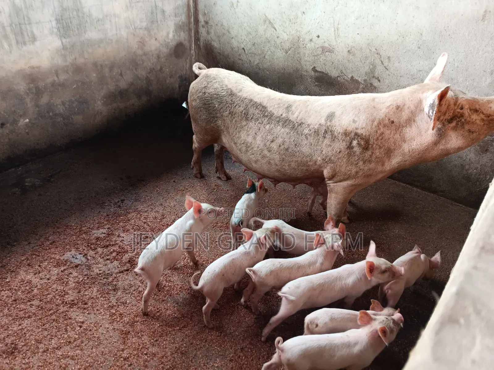Pigs and Pig Farm for Sale