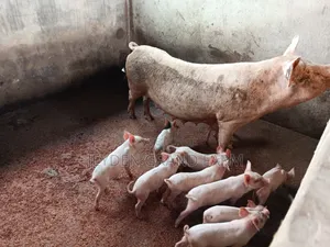 Pigs and Pig Farm for Sale