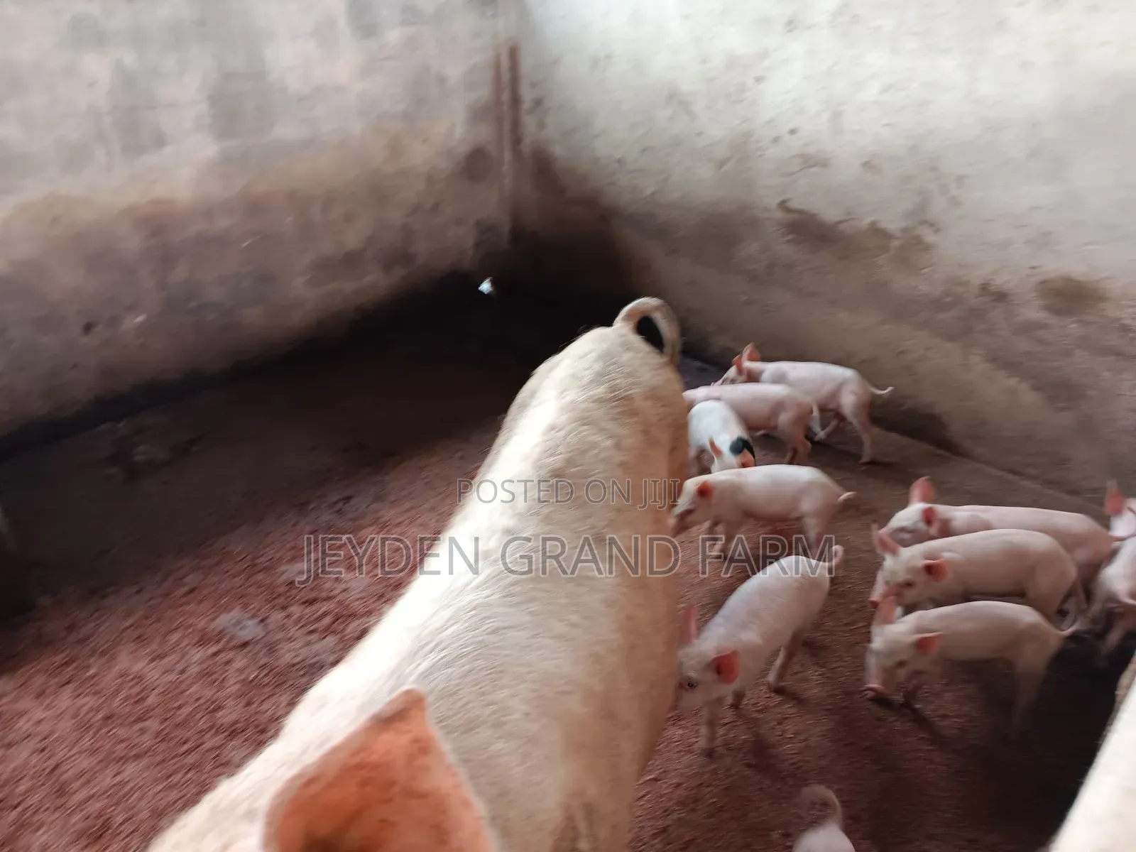 Pigs and Pig Farm for Sale
